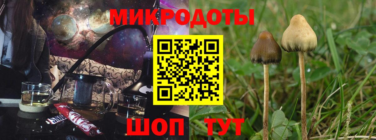 Петровск  Псилоцибиновые грибы Psilocybe  Вход с VPN 
